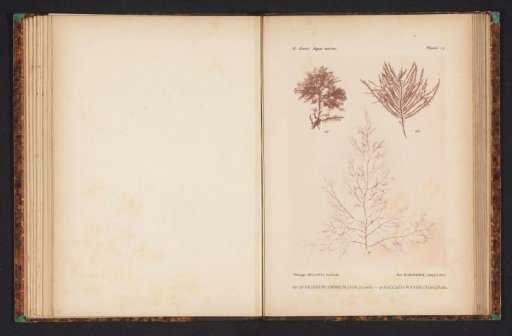 Two species of seaweed