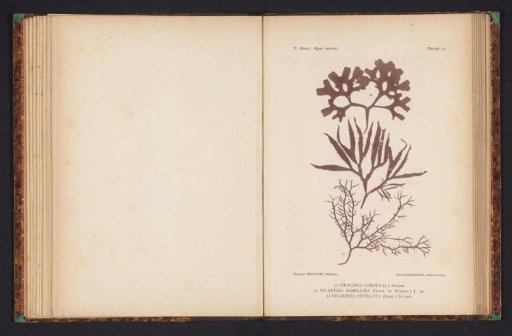 Three species of seaweed