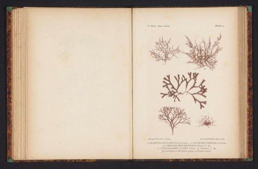 Five species of seaweed