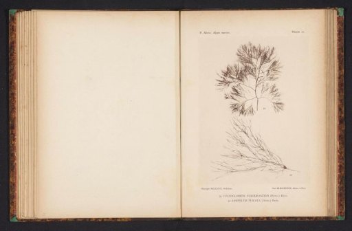 Two species of seaweed