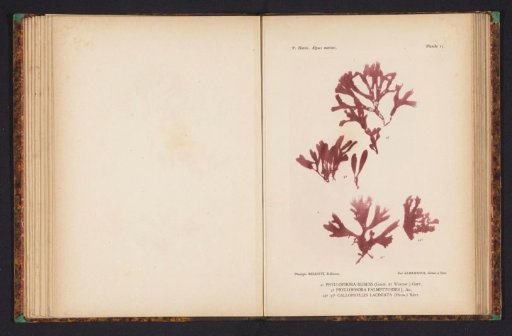 Three species of seaweed