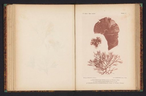 Three species of seaweed