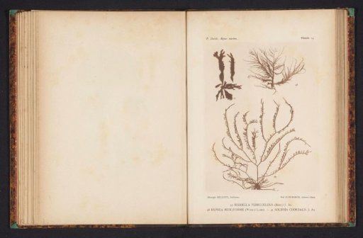 Three species of seaweed