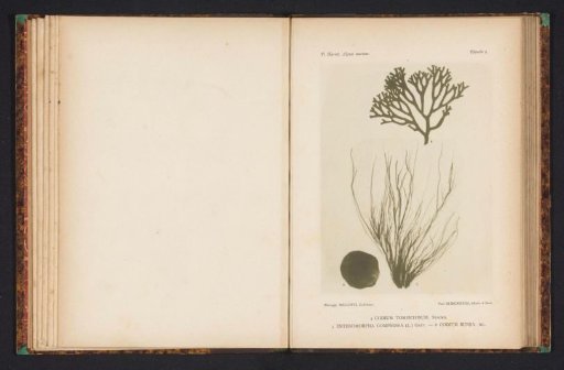 Three kinds of seaweed.