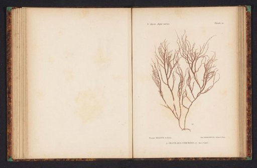 Gracilaria compressa