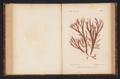 Gracilaria multipartita