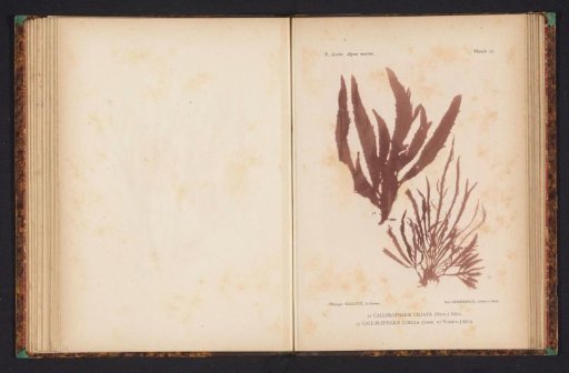 Two species of seaweed