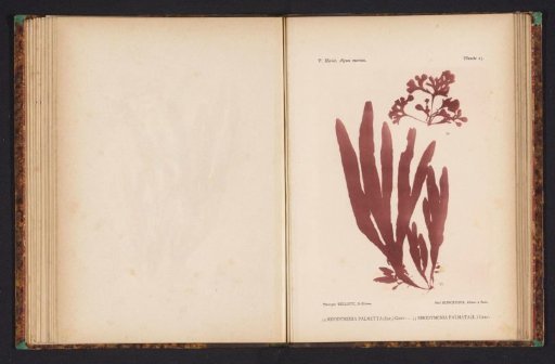 Two species of seaweed