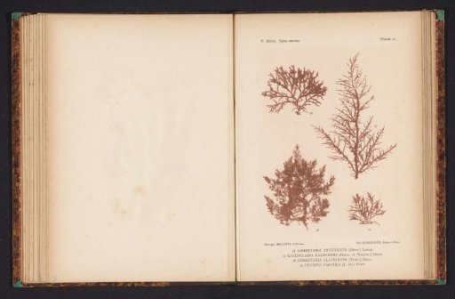 Four types of seaweed