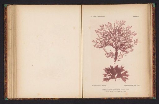 Two types of seaweed