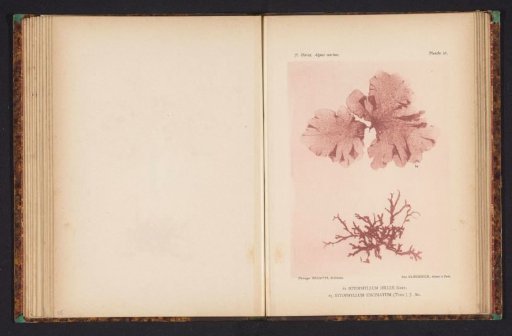 Two types of seaweed