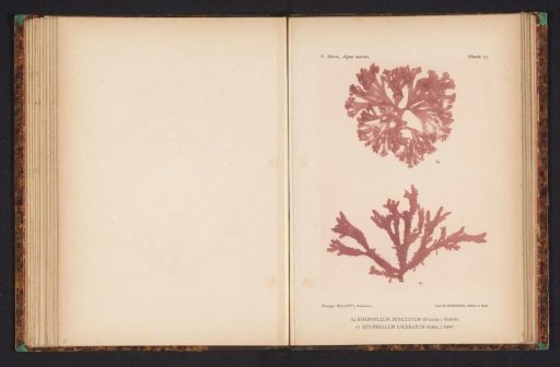 Two types of seaweed
