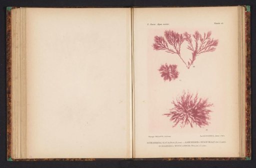 Three types of seaweed