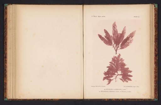 Two types of seaweed