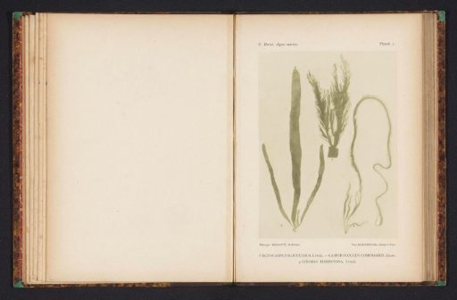 Three kinds of seaweed.