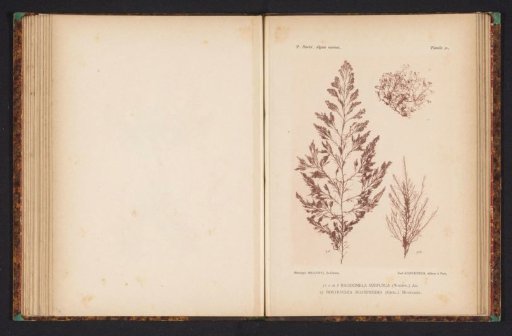 Two types of seaweed