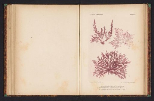 Three types of seaweed