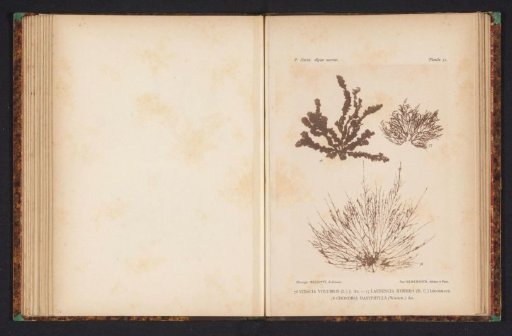 Three types of seaweed