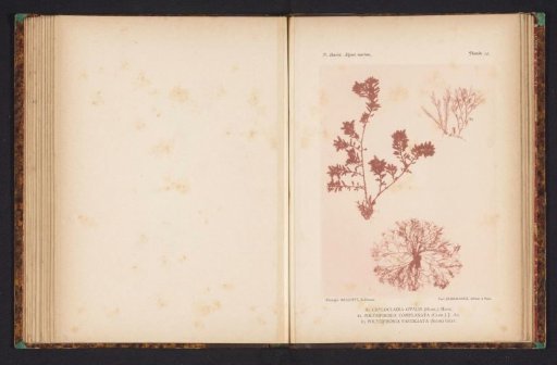 Three types of seaweed