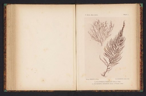 Two types of seaweed