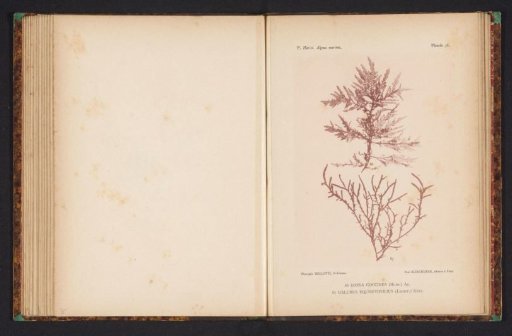 Two types of seaweed
