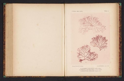 Three types of seaweed