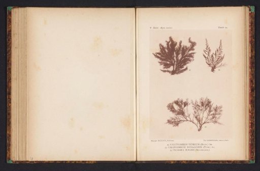 Three species of seaweed