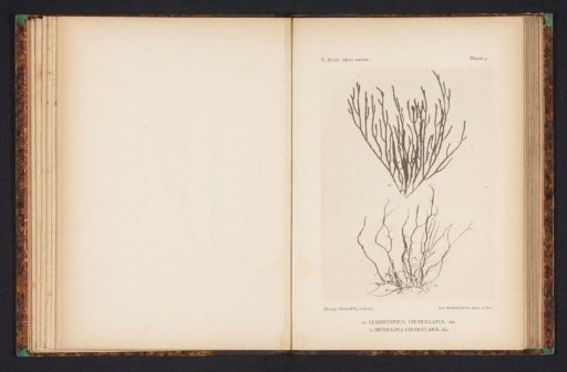 Two kinds of seaweed.