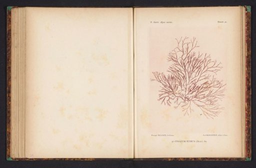 Red ear seaweed