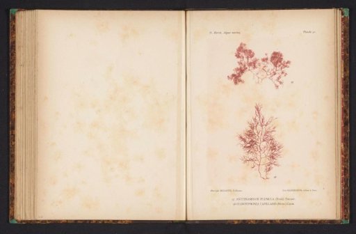 Two species of seaweed