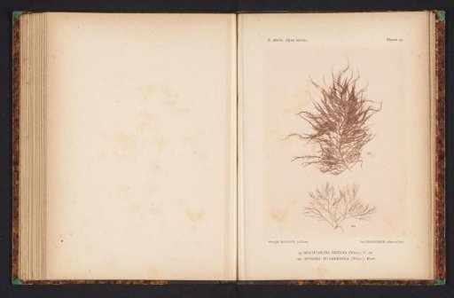 Two species of seaweed