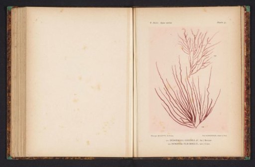 Two species of seaweed