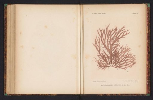Halarachnion ligulatum
