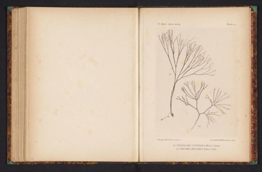 Two species of seaweed