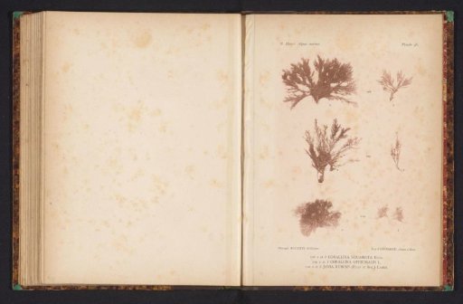 Three species of seaweed