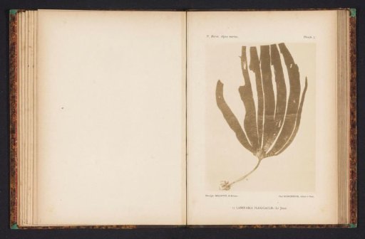 Kelp.