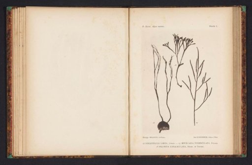 Three kinds of seaweed.