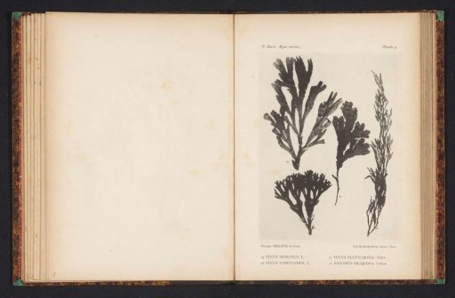 Four kinds of seaweed.