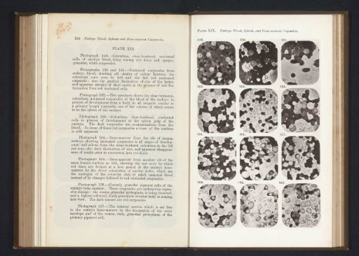 Twelve enlargements of blood corpuscles of an embryo