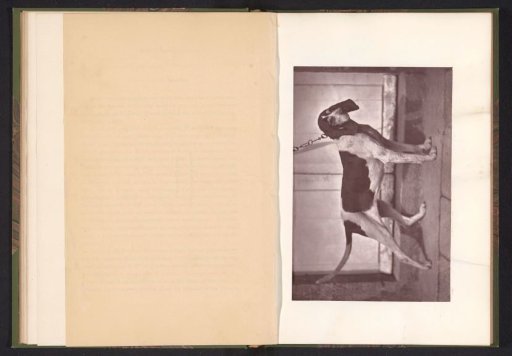 Hunting Dog, Named Calypso