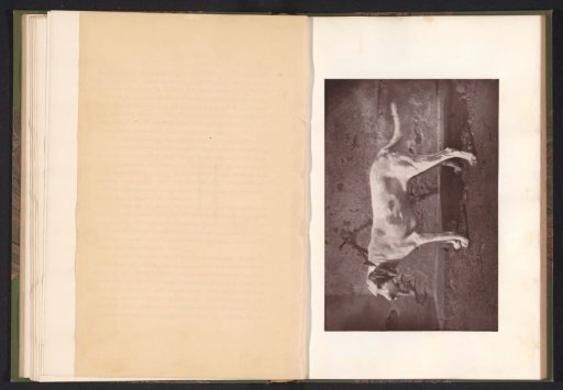Hunting Dog, Named Tamerlan