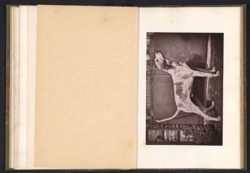 Hunting Dog, Named Mirliton