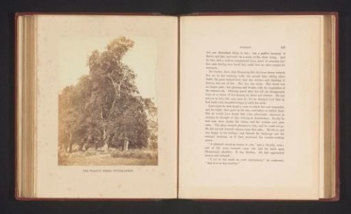 Walnut Trees in Interlaken