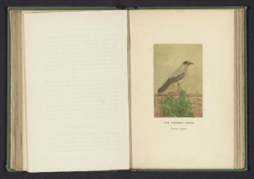 Hooded Crow