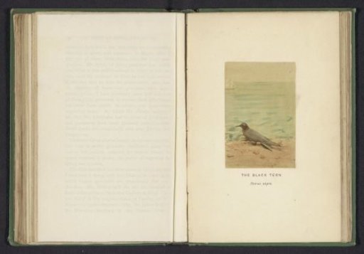 Black Tern