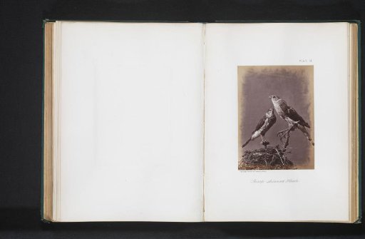 Mounted American Sparrowhawks