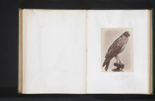 Mounted Red-tailed Hawk