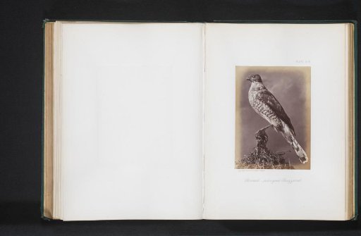 Mounted Broad-winged Hawk