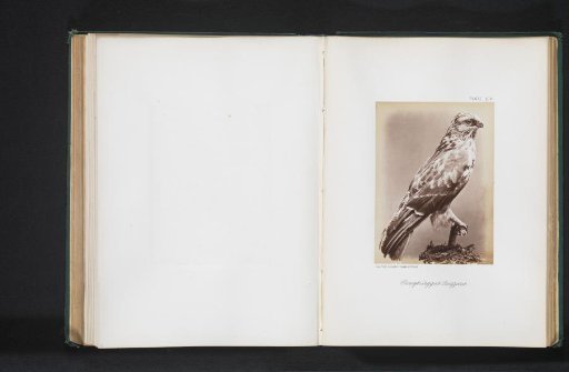 Mounted Rough-legged Hawk
