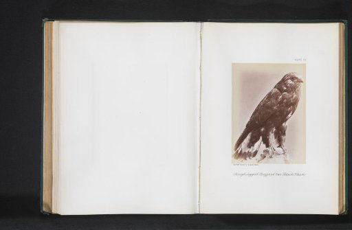 Mounted Rough-legged Hawk